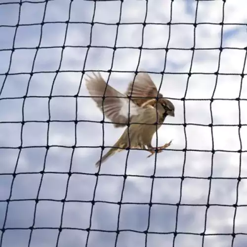 Pigeon Safety Nets Installation